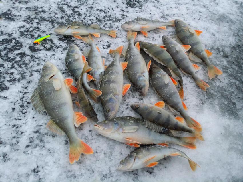 Рыбалка 13. Зимняя рыбалка в Мордовии. Зимняя рыбалка в Сибири на окуня. Стоянка крупного окуня. Окунь в начале ноября на малой речке.